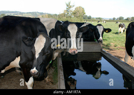 Close up Holstein mucche frisone in un abbeveratoio sotto un albero di Devon Foto Stock