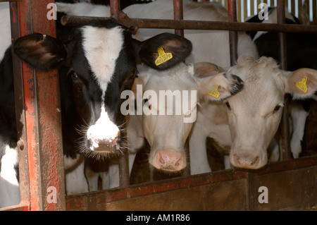 Close up Holstein il frisone X bovini giovani a penna Foto Stock