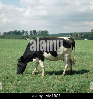 Holstein mucche frisone di pascolare su pascolo buono Berkshire Foto Stock