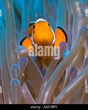 Falso anemonefish o Clownfish Amphiprion ocellaris. Foto Stock