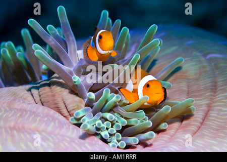 Falso anemonefish o Clownfish Amphiprion ocellaris. Foto Stock