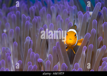 Falso anemonefish o Clownfish Amphiprion ocellaris. Foto Stock