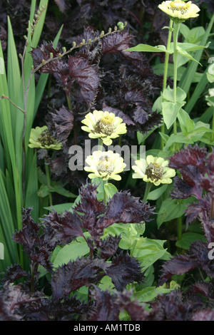 Giallo Zinnia elegans invidia fiore tra il rosso scuro perilla Foto Stock