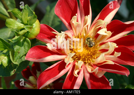 Rosso e giallo ibrido Dahlia Don Lorenzo con bee a Buga a Monaco di Baviera Germania Foto Stock