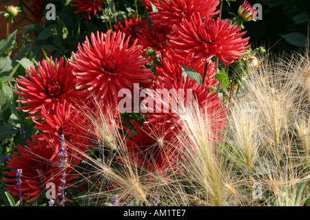 Gruppo di colore rosso brillante semi cactus Dahlia Egelborg ibrido e di coda di volpe selvatico orzo a Buga a Monaco di Baviera Germania Foto Stock