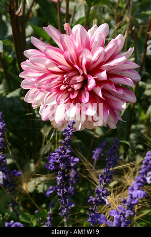 Dahlia Cactus ibrido Rebeccas mondo bicolore rosso e bianco con Blue Sage a Buga a Monaco di Baviera Germania Foto Stock