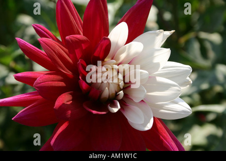 Dahlia Cactus ibrido Rebeccas mondo bicolore rosso e bianco a Buga a Monaco di Baviera Germania Foto Stock