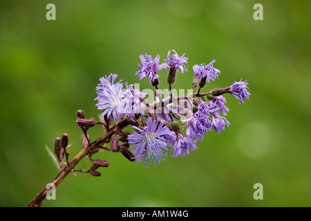 Alpine Blu-sow-cardo, Cicerbita alpina, Alpi Foto Stock
