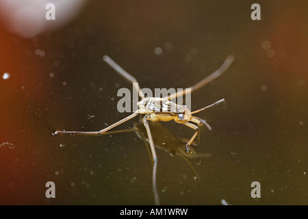 Larva di stagno comune skater (Gerris lacustris), Germania Foto Stock