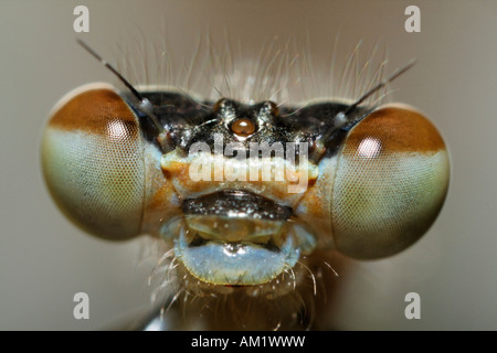 Azure, Damselfly Coenagrion puella, testa Foto Stock