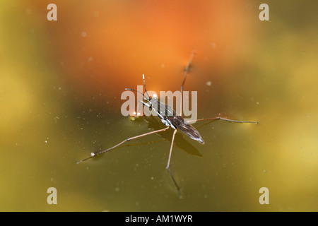 Stagno comune skater (Gerris lacustris), Germania Foto Stock