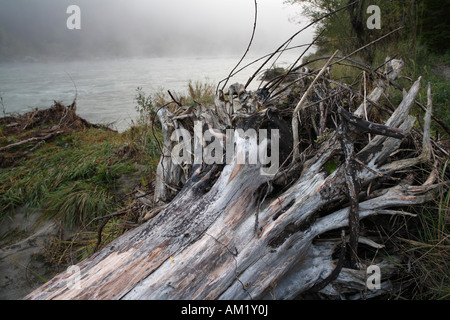 Radice, fiume Isar, Alta Baviera, Germania Foto Stock