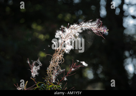 Fireweed, Rosebay Willowherb (Epilobium angustifolium), Rhoen, Franconia, Baviera, Germania Foto Stock