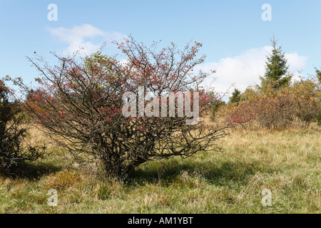 Midland Biancospino, Crataegus laevigata, Rhoen, Franconia, Germania Foto Stock