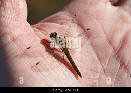 Nero (Darter Sympetrum danae), femmina, Germania Foto Stock