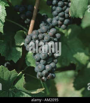 Il Pinot Nero di uve da vino nella vite con Champagne Francia Foto Stock