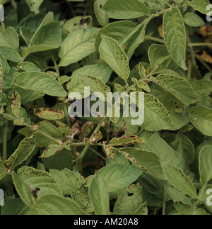 La formazione di macchie di foglia di necrosi sul potato haulm causate dal manganese (Mn) carenza Foto Stock