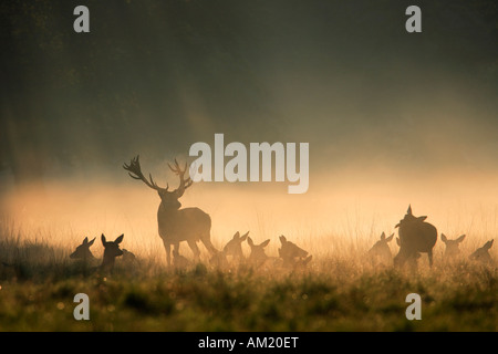 Il cervo (Cervus elaphus). Feste di addio al celibato con cerve nella nebbia di mattina Foto Stock