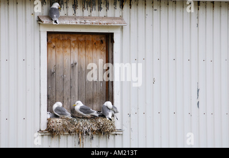 Tre gabbiani sulla Lofoten, Norvegia Foto Stock