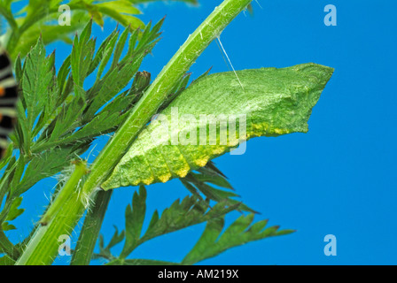Coda forcuta (Papilio machaon), pupa su Wild carota (Daucus carota) Foto Stock