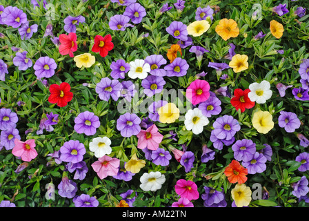 Millionbells (Calibrachoa sp.), coloratissimi fiori mix Foto Stock