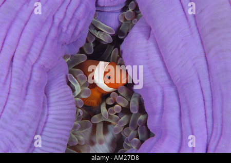 Un pesce pagliaccio e anemone host Foto Stock