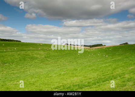 Pecore e agnelli pascolano in un campo estivo vicino la Ridgeway, vicino a Wantage, Oxfordshire, England, Regno Unito Foto Stock