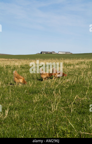 Dh free range chicken HEN UK Free range farm galline Gallus gallus domesticus polli Orkney Foto Stock