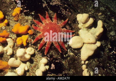 Sunstar comune, stelle marine, (Crossaster Papposus) con morti Mens dita, coralli (Alcyonium Digitatum) Foto Stock