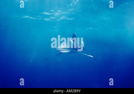 Oceanic White Tip Shark sott'acqua. Mar Rosso egiziano squali. Ocean squali. Mar Rosso egiziano vita sottomarina. Foto Stock