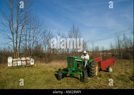 Apicoltore in piccolo apiario per la manutenzione di autunno inclusa orticaria isolante contro il freddo germoglio Brook New York Montgomery County Foto Stock