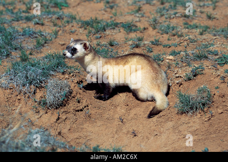 Nero-footed Ferret Mustela nigripes Seligman Arizona possono Mustelidae Foto Stock