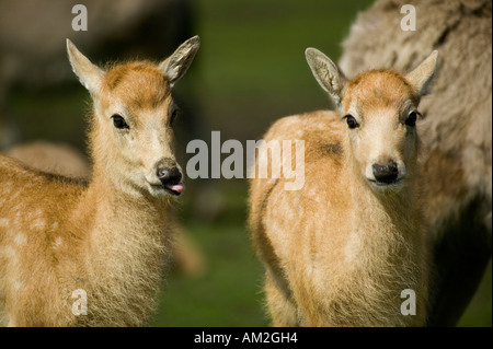 Giovani Pere David deer cerbiatti Foto Stock