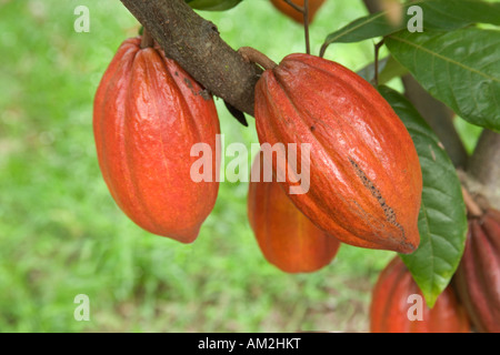 La stagionatura il cacao Cialde crescente sul ramo Foto Stock