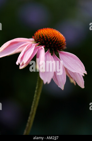 Rudbeckia Echinacea Purpurea Foto Stock