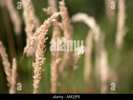 Yorkshire erba antinebbia Holcus lanatus Foto Stock