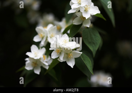 Dolce Mock Orange Filadelfo coronarius Foto Stock