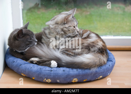 Gatti raggomitolati insieme in 'doughnut' bed Foto Stock