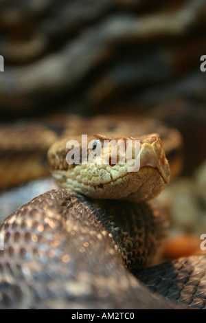 Inquadratura ravvicinata di un serpente Foto Stock