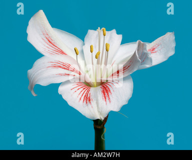 Amaryllis Foto Stock