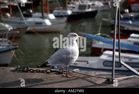 Seagull in Tenby harbour Pembrokeshire Foto Stock