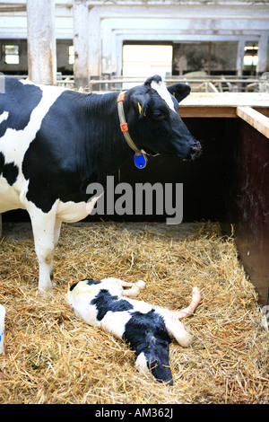 Mucca con il suo vitello neonato, Wohldorf, Amburgo, Germania Foto Stock