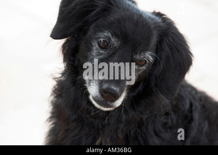 Piccolo cane nero sembra infelice, ritratto, tagliate Foto Stock