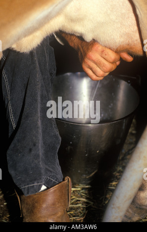 Close up di mucca è munto vivere storica azienda agricola Foster campi Morristown NJ Foto Stock