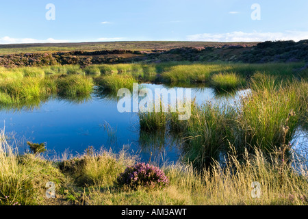 Torbiera su Westerdale Moor nel North Yorkshire Moors National Park, Regno Unito Foto Stock