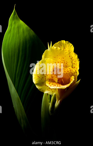 Bel giallo Canna Lily Cleopatra fiore con foglie verdi Foto Stock