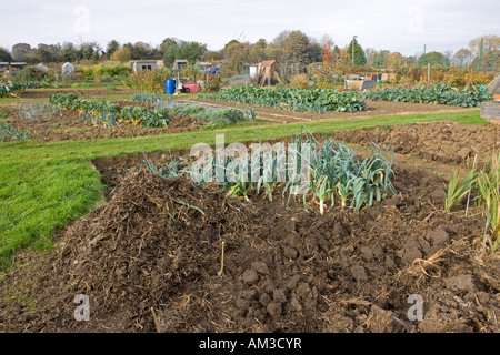 Verdure verdi cavoli e porri crescente sul riparto locale con capannoni e cumuli di Cotswolds Blockley Regno Unito Foto Stock