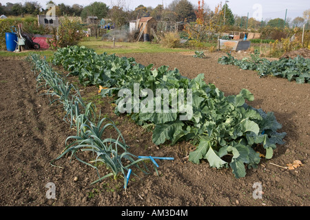 Verdure verdi cavoli e porri crescente sul riparto locale con capannoni e cumuli di Cotswolds Blockley Regno Unito Foto Stock