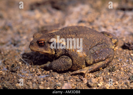 Il rospo comune, Bufo bufo. Sul terreno Foto Stock