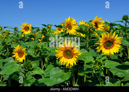 Campo di girasoli Foto Stock